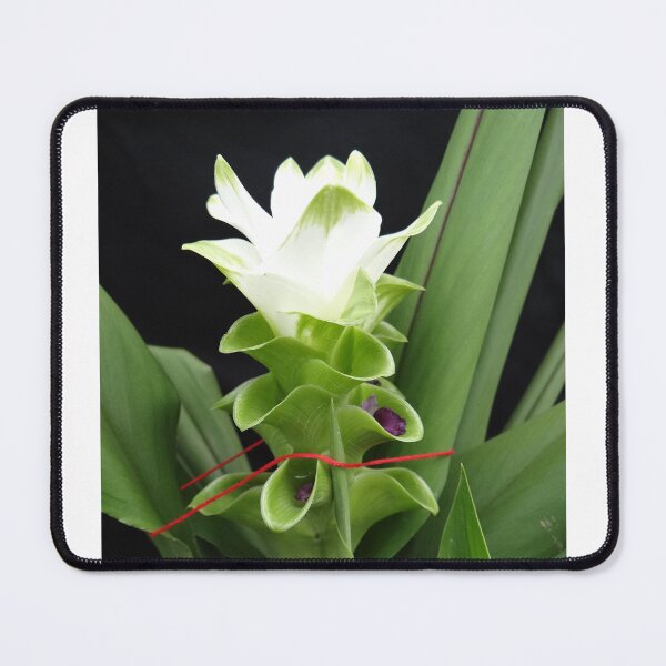 Item preview, Siam tulip is flowering plant, Curcuma sp. of the ginger family no. 56 designed and sold by greengoodnich.