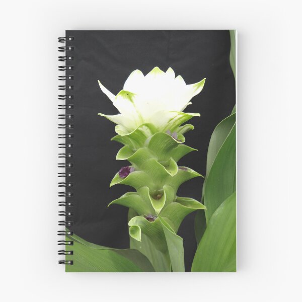 Item preview, Siam tulip is flowering plant, Curcuma sp. of the ginger family no. 57 designed and sold by greengoodnich.