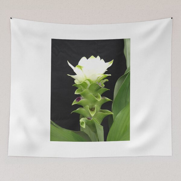 Item preview, Siam tulip is flowering plant, Curcuma sp. of the ginger family no. 57 designed and sold by greengoodnich.