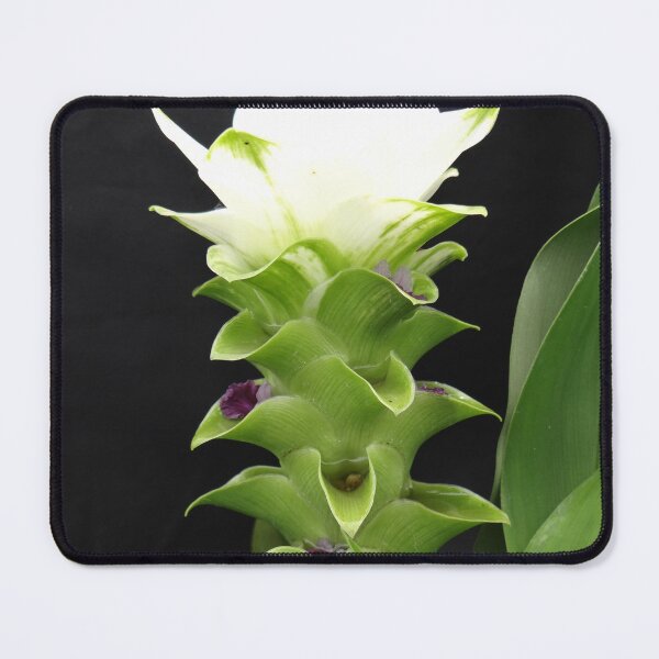 Item preview, Siam tulip is flowering plant, Curcuma sp. of the ginger family no. 57 designed and sold by greengoodnich.