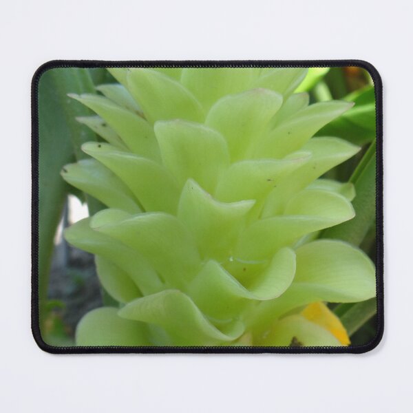 Item preview, Siam tulip is flowering plant, Curcuma sp. of the ginger family no. 58 designed and sold by greengoodnich.