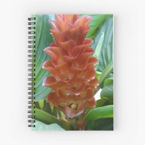 Item preview, Siam tulip is flowering plant, Curcuma sp. of the ginger family no. 59 designed and sold by greengoodnich.