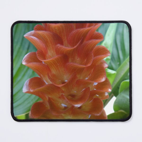 Item preview, Siam tulip is flowering plant, Curcuma sp. of the ginger family no. 59 designed and sold by greengoodnich.