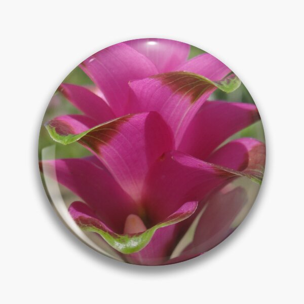 Item preview, Siam tulip is flowering plant, Curcuma sp. of the ginger family no. 60 designed and sold by greengoodnich.