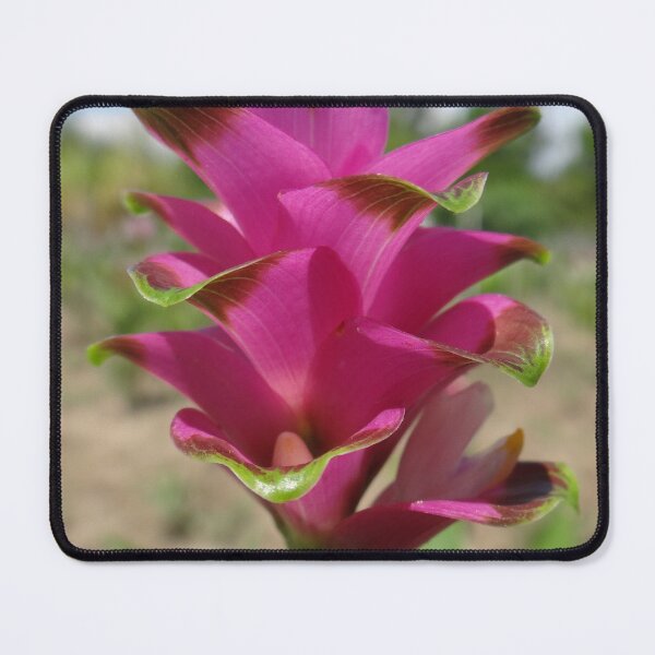 Item preview, Siam tulip is flowering plant, Curcuma sp. of the ginger family no. 60 designed and sold by greengoodnich.