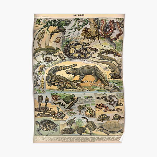 Reptiles ilustrados Póster