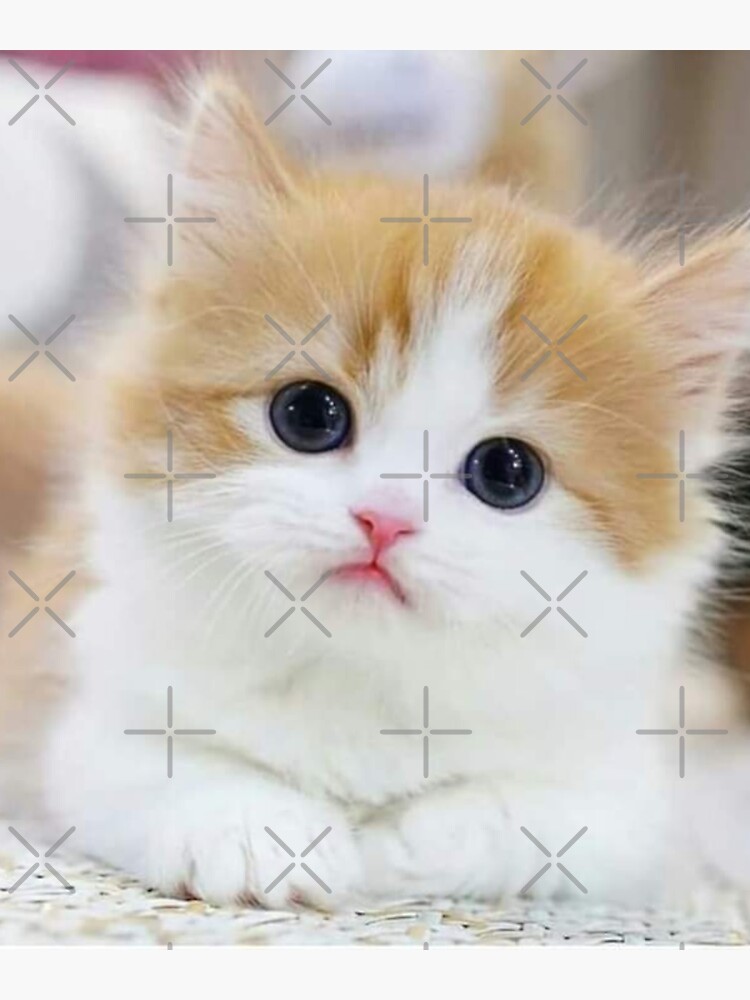 "Kitten Love" "Furry Friends" "Kitten Cuddles" "Purrfectly Adorable