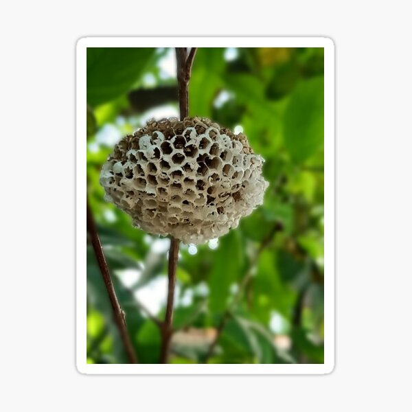 White honeycomb Sticker