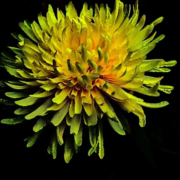 Artwork thumbnail, Spring Sprung by bobewing