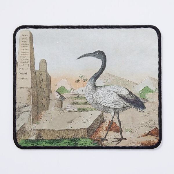 Item preview, The African Sacred Ibis designed and sold by louisxvpod.