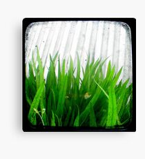 Green Green Grass Canvas Print