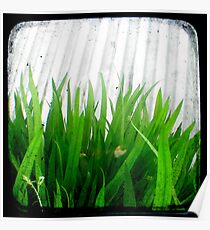 Green Green Grass Poster