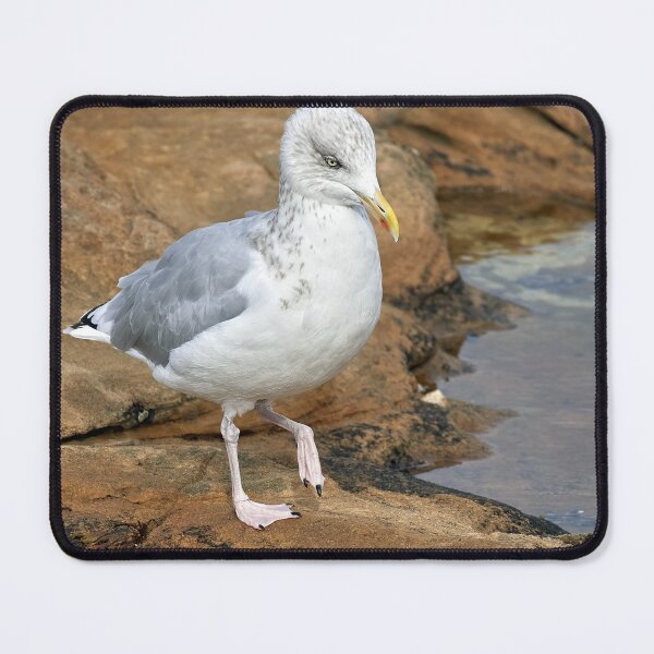 Item preview, Herring Gull in Rock Pools designed and sold by Tom McPherson Photography.