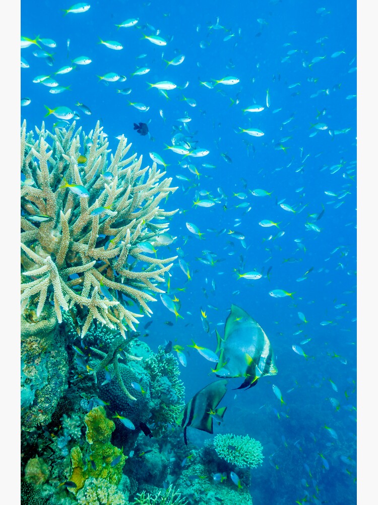 Reef scene by DavidWachenfeld