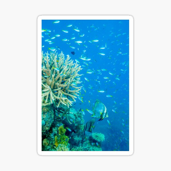 Reef scene Sticker