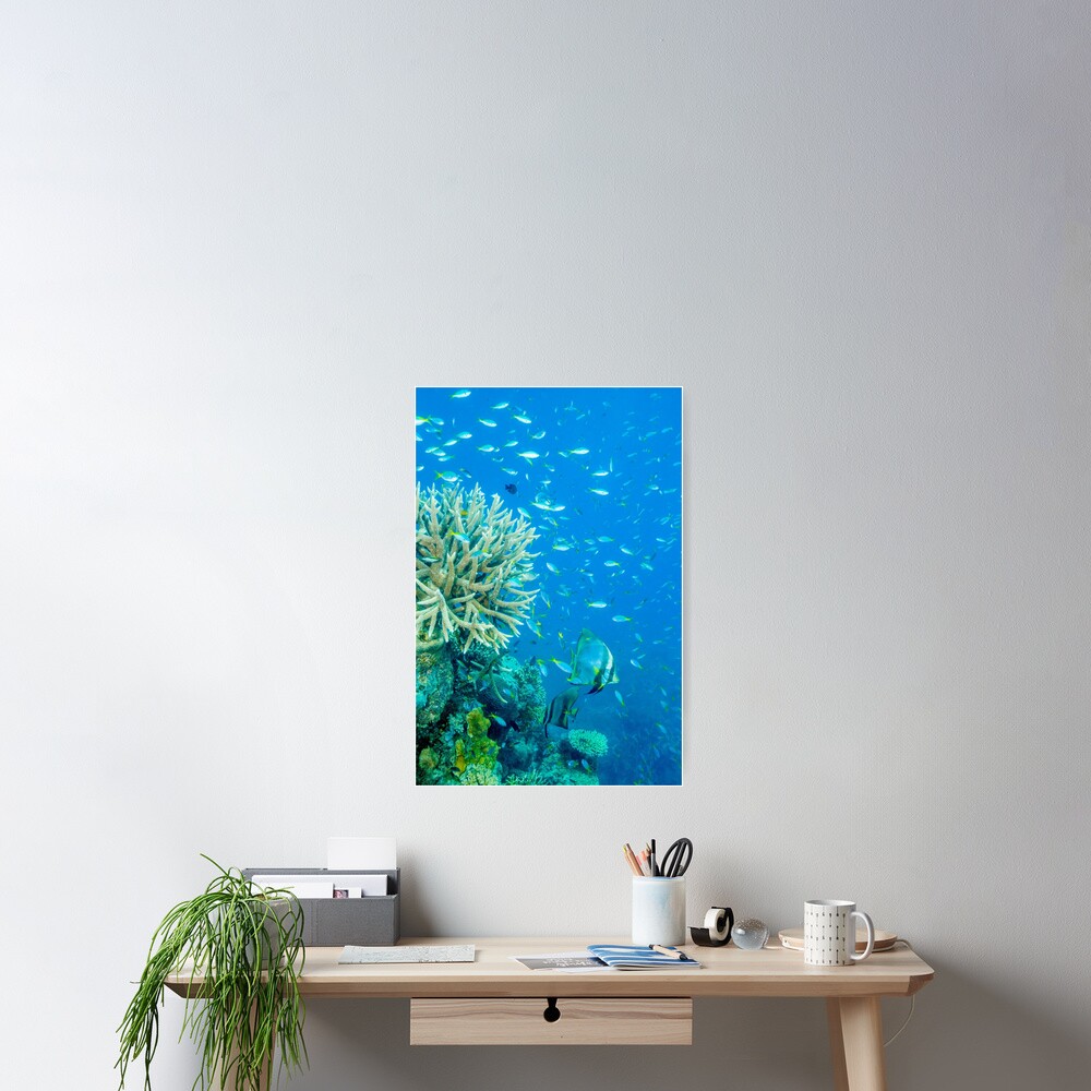 Reef scene Poster