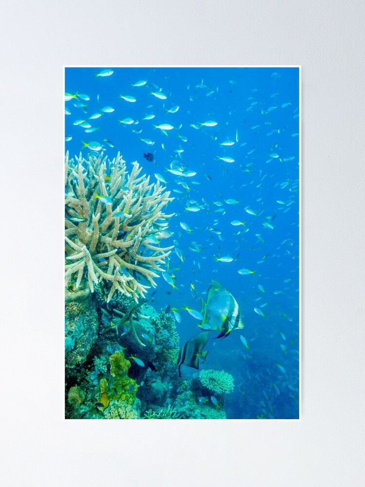 Alternate view of Reef scene Poster
