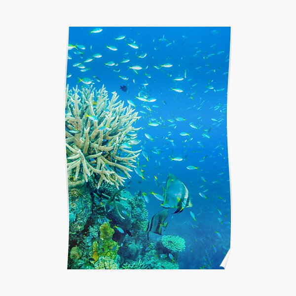 Reef scene Poster