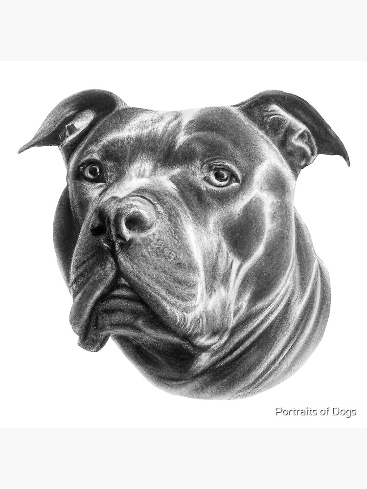American Bully Dog Drawing Beautiful Dog Art Art Board Print