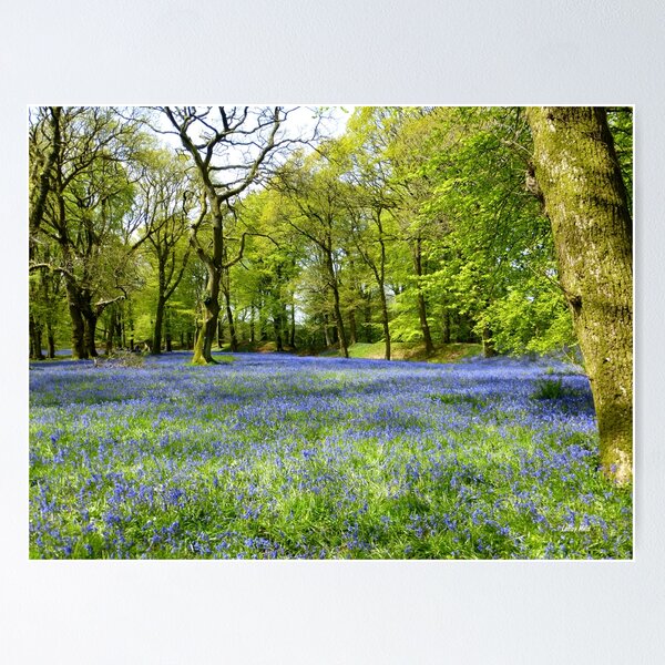 Item preview, Bluebell Carpet designed and sold by LeRoyM.