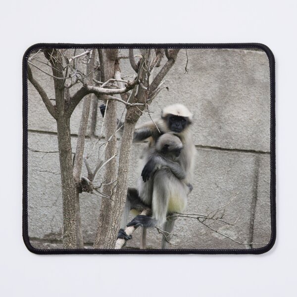 Item preview, Gray Langur in Badami Fort designed and sold by VgBingi.