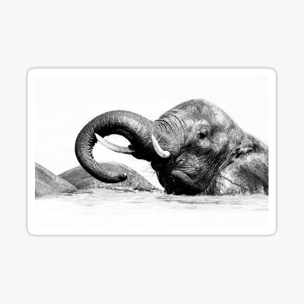 Vista previa del artículo con la obra «Elefante Parque Nacional Chobe Botswana», diseñado y vendido por PhotoArt by Joan Carroll.