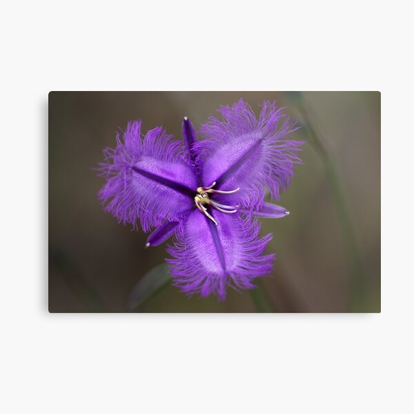 Common Fringe Lily "Thysanotus tuberosus" Metal Print