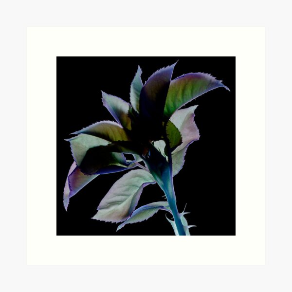 Rose Invert Art Print