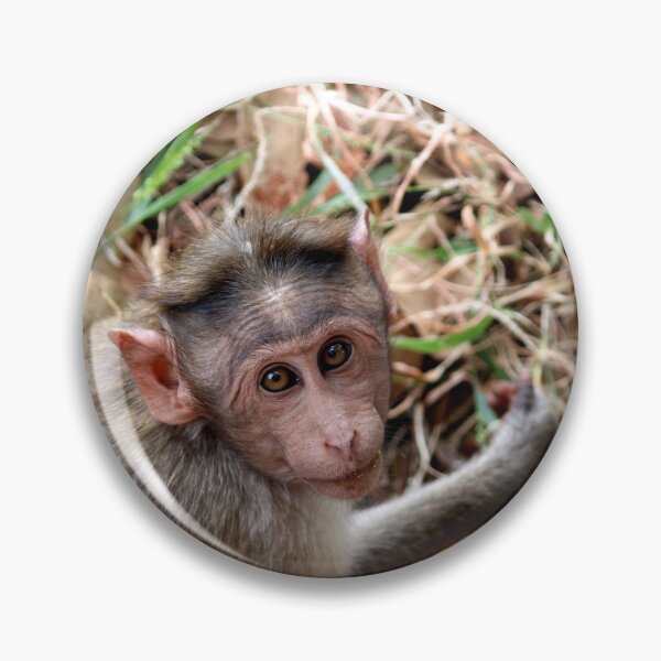 Item preview, Bonnet Macaque Monkey in Badami Fort designed and sold by VgBingi.