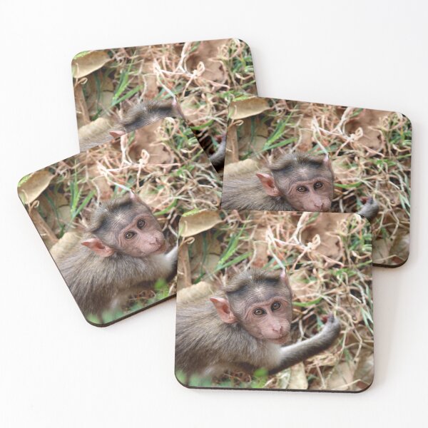 Item preview, Bonnet Macaque Monkey in Badami Fort designed and sold by VgBingi.