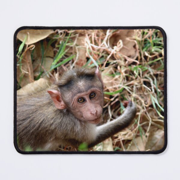 Item preview, Bonnet Macaque Monkey in Badami Fort designed and sold by VgBingi.