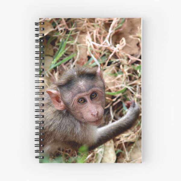 Item preview, Bonnet Macaque Monkey in Badami Fort designed and sold by VgBingi.