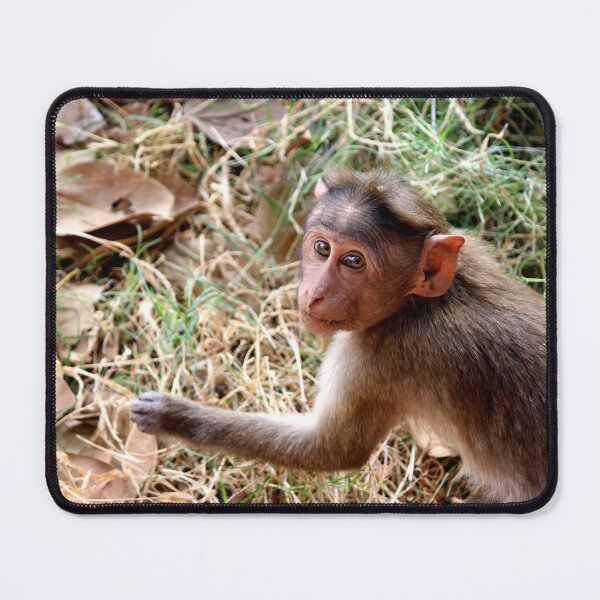 Item preview, Bonnet Macaque Monkey in Badami Fort designed and sold by VgBingi.