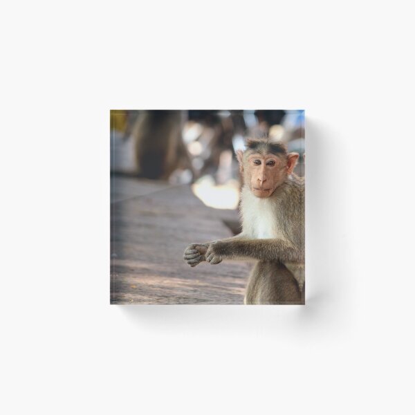 Item preview, Bonnet Macaque Monkey in Badami Fort designed and sold by VgBingi.