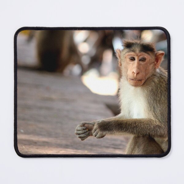 Item preview, Bonnet Macaque Monkey in Badami Fort designed and sold by VgBingi.