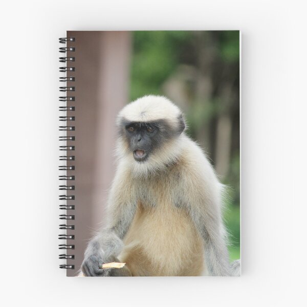 Item preview, Gray Langur in Badami Fort designed and sold by VgBingi.