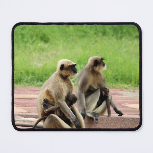 Item preview, Gray Langurs in Badami Fort designed and sold by VgBingi.