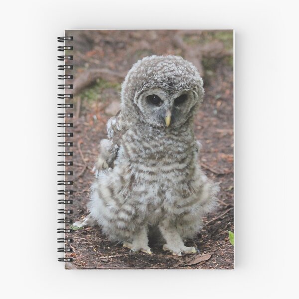 Item preview, Barred Owlet designed and sold by THurdCreations.
