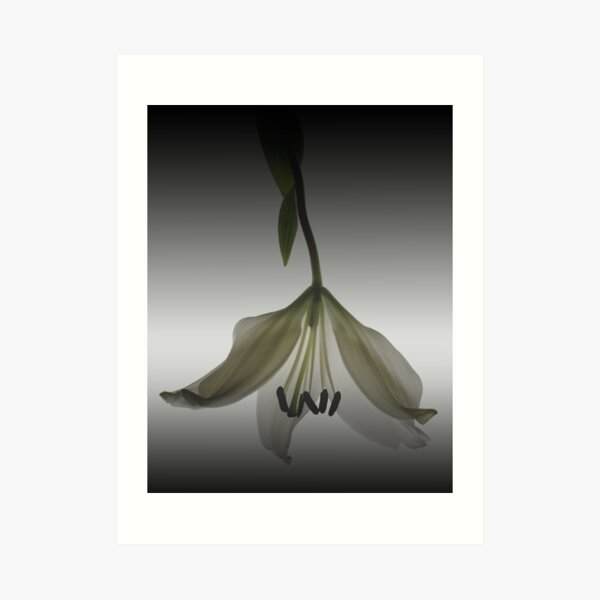 Veiled Lily Art Print