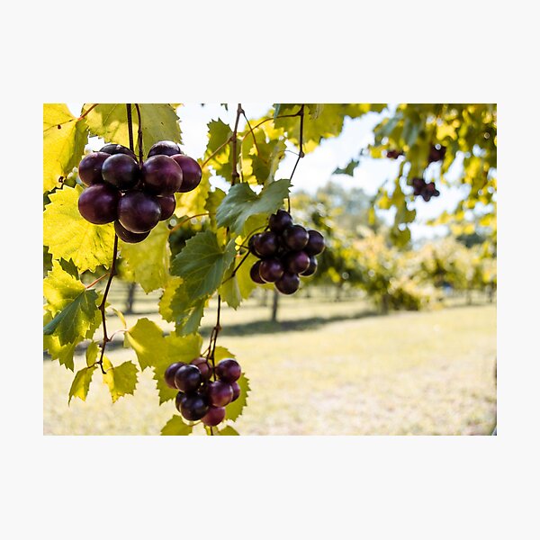 Item preview, Grape Vine designed and sold by Andrea Anderegg Arts.