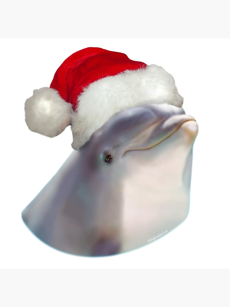 dolphin with christmas hat