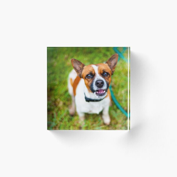 Item preview, perro mono designed and sold by william672.
