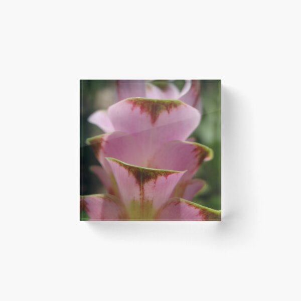 Item preview, Siam tulip is flowering plant, Curcuma sp. of the ginger family no. 61 designed and sold by greengoodnich.