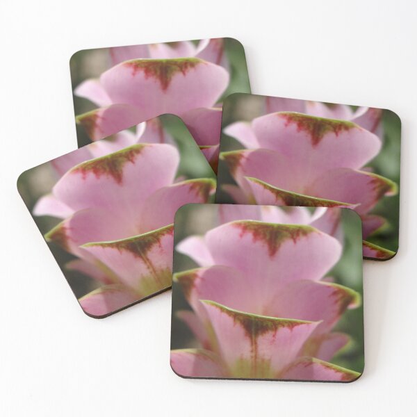 Item preview, Siam tulip is flowering plant, Curcuma sp. of the ginger family no. 61 designed and sold by greengoodnich.