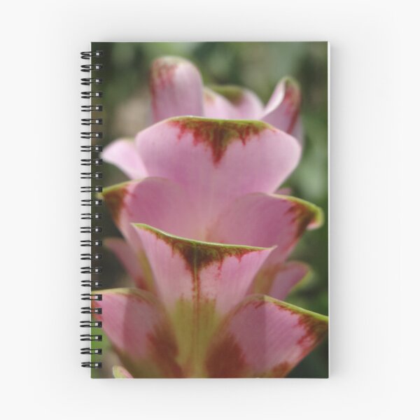 Item preview, Siam tulip is flowering plant, Curcuma sp. of the ginger family no. 61 designed and sold by greengoodnich.