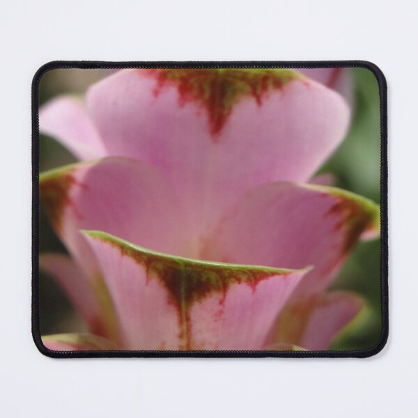 Item preview, Siam tulip is flowering plant, Curcuma sp. of the ginger family no. 61 designed and sold by greengoodnich.