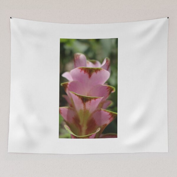 Item preview, Siam tulip is flowering plant, Curcuma sp. of the ginger family no. 61 designed and sold by greengoodnich.