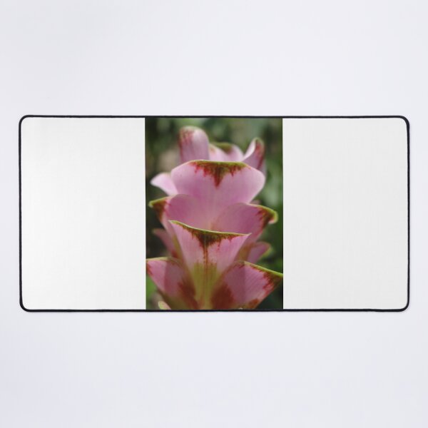 Item preview, Siam tulip is flowering plant, Curcuma sp. of the ginger family no. 61 designed and sold by greengoodnich.
