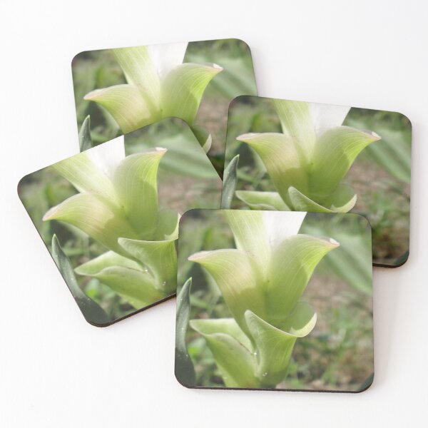 Item preview, Siam tulip is flowering plant, Curcuma sp. of the ginger family no. 62 designed and sold by greengoodnich.