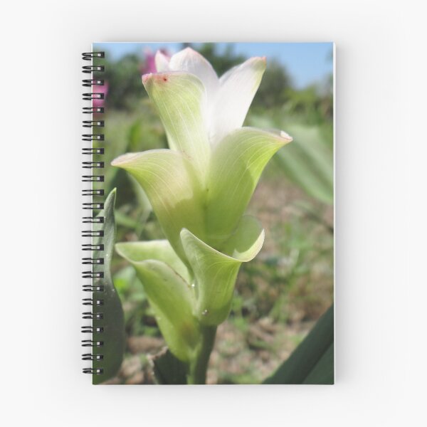Item preview, Siam tulip is flowering plant, Curcuma sp. of the ginger family no. 62 designed and sold by greengoodnich.